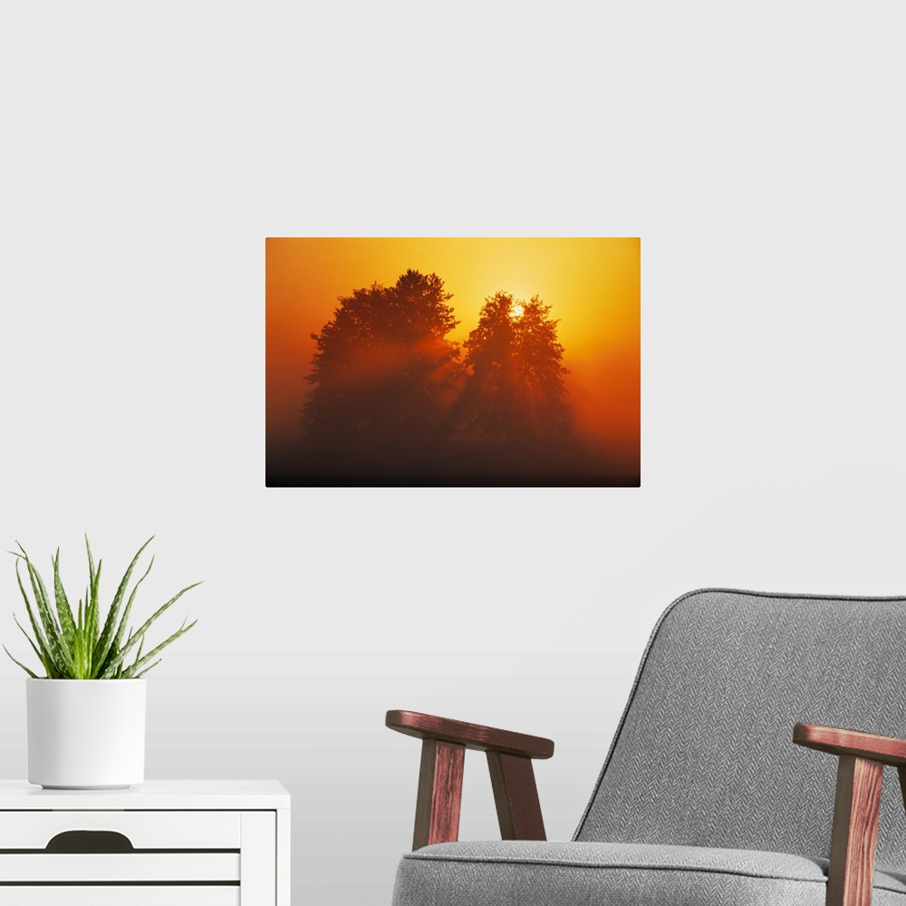 A modern room featuring Sunset over Trees