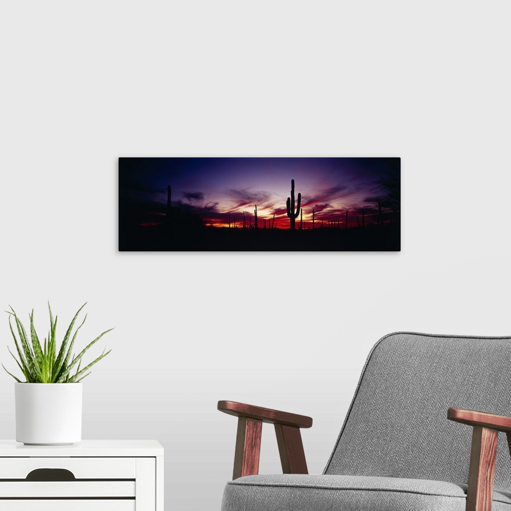 A modern room featuring Panoramic photograph taken of a sunset as it silhouettes the desert and cactus.