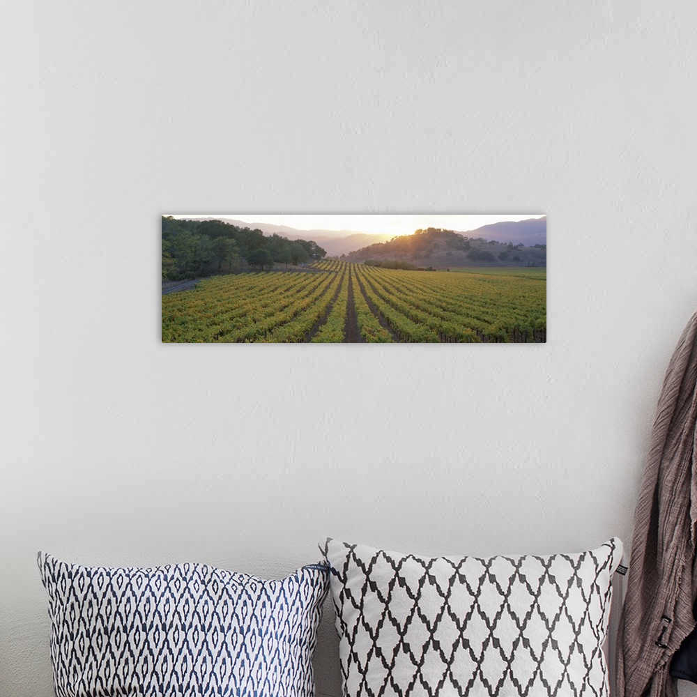 A bohemian room featuring A panoramic photograph taken of a vineyard in Napa as the sun begins to set behind the hills.