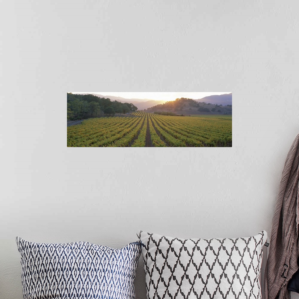 A bohemian room featuring A panoramic photograph taken of a vineyard in Napa as the sun begins to set behind the hills.