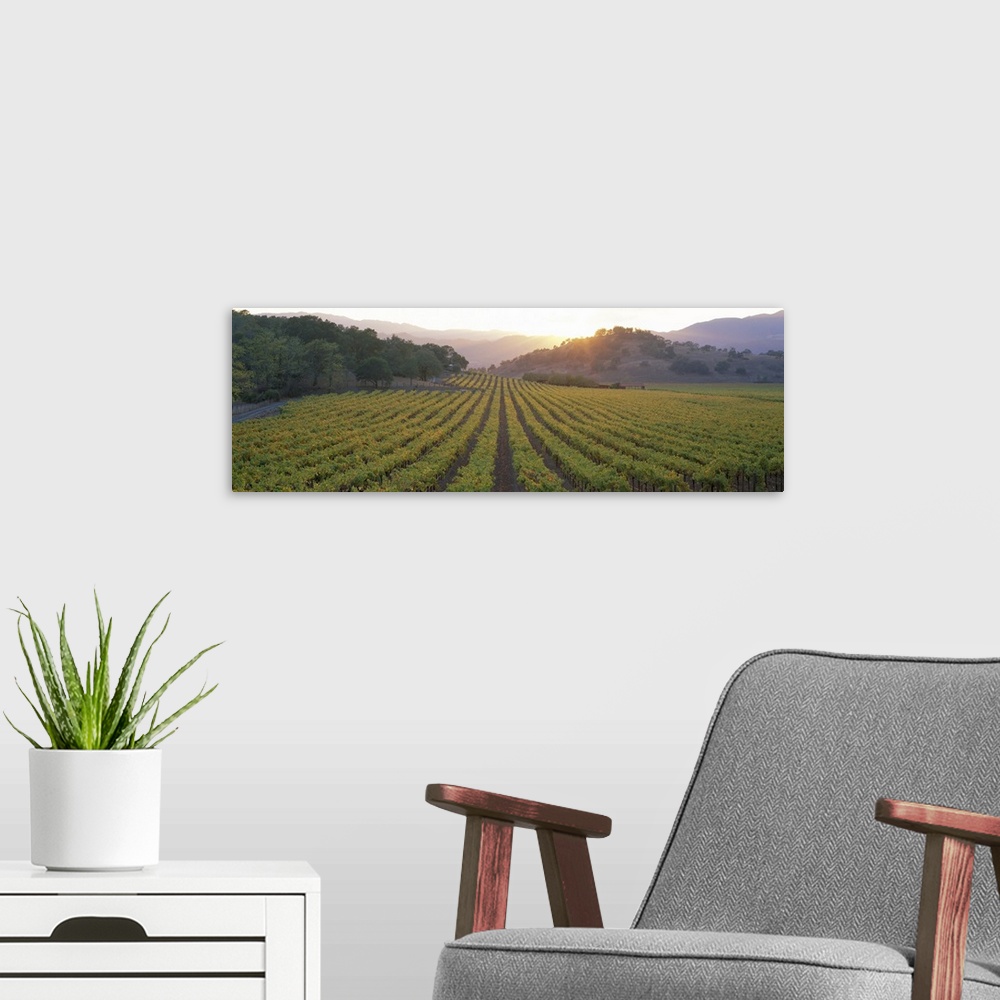 A modern room featuring A panoramic photograph taken of a vineyard in Napa as the sun begins to set behind the hills.
