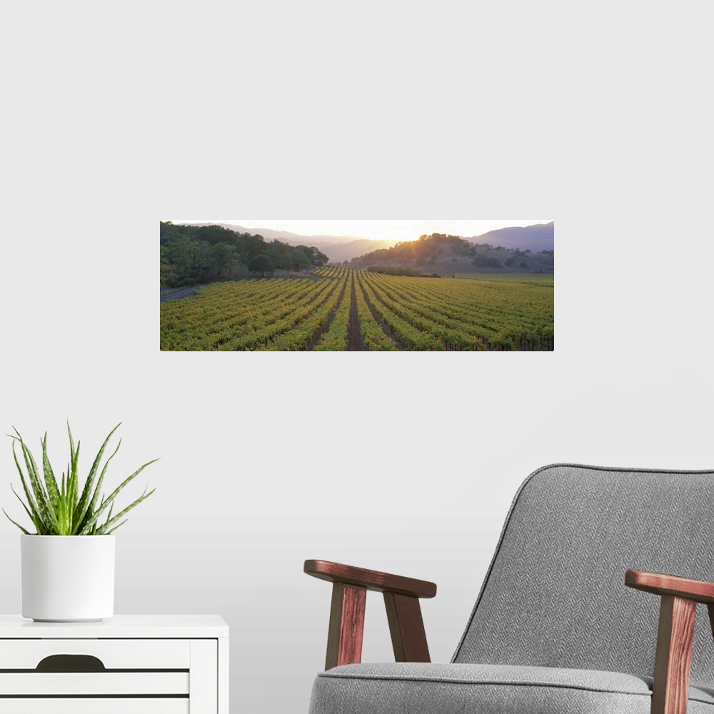A modern room featuring A panoramic photograph taken of a vineyard in Napa as the sun begins to set behind the hills.