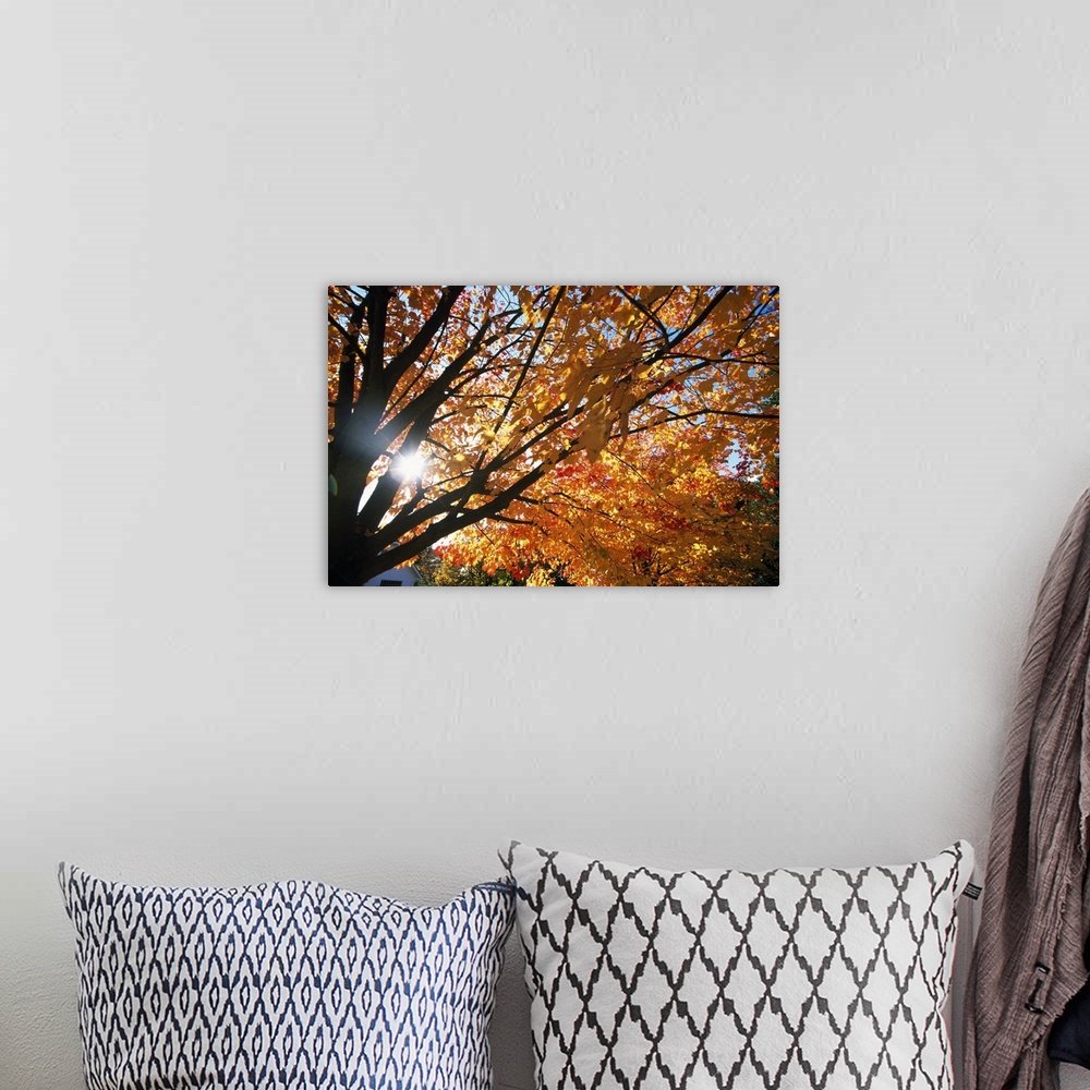 A bohemian room featuring Sunshine Through Autumn Color Tree