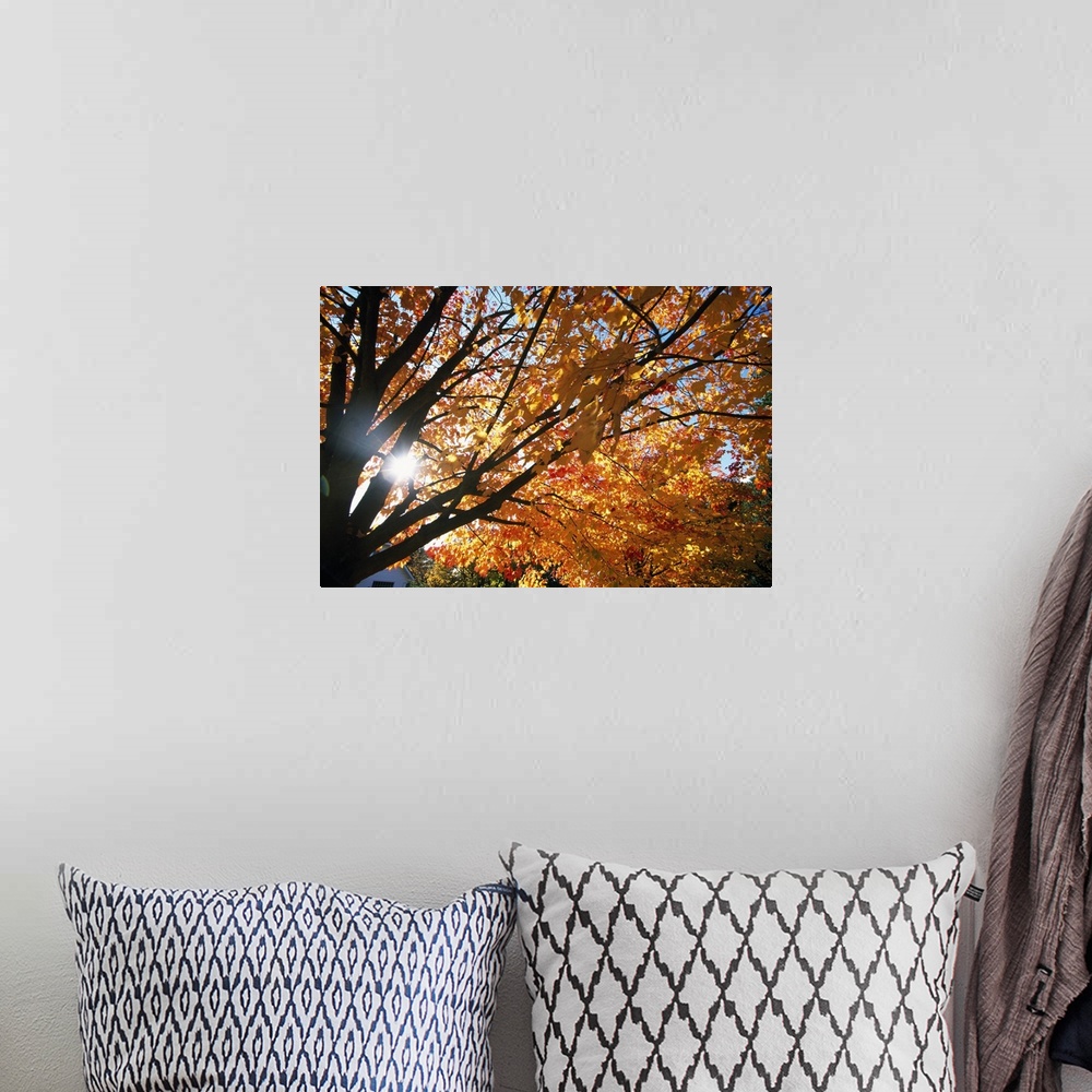 A bohemian room featuring Sunshine Through Autumn Color Tree