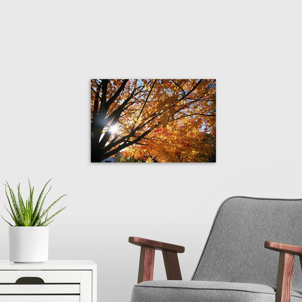 A modern room featuring Sunshine Through Autumn Color Tree