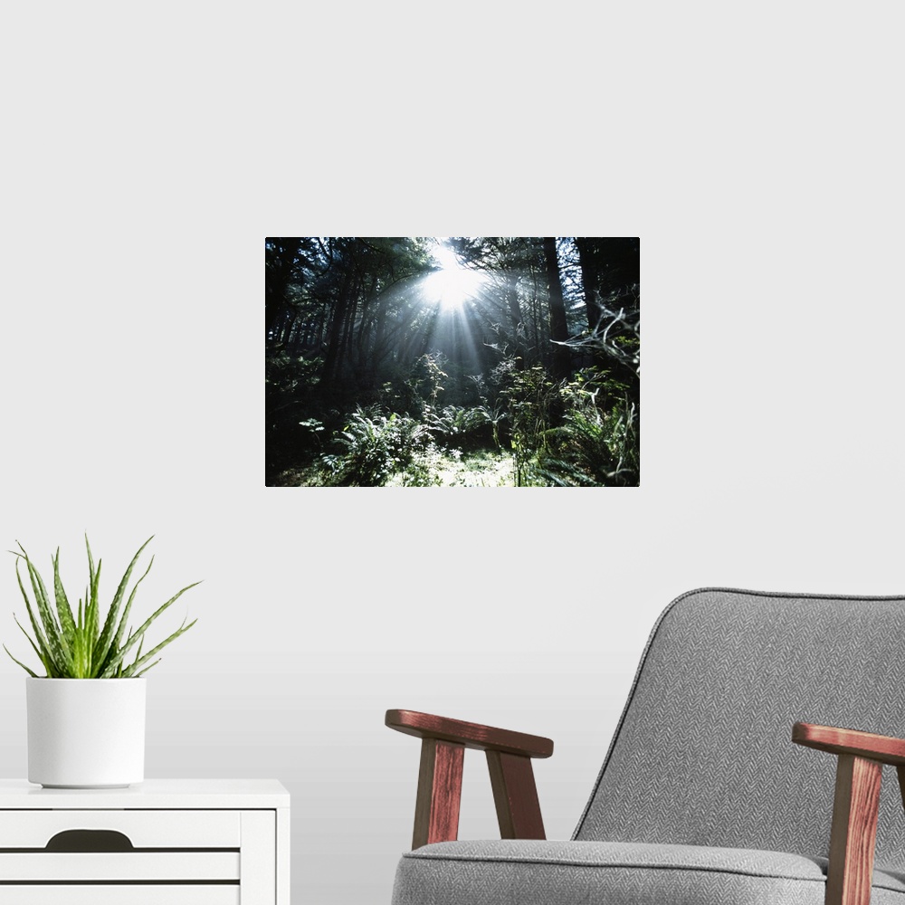 A modern room featuring Sunshine Through Mist And Trees