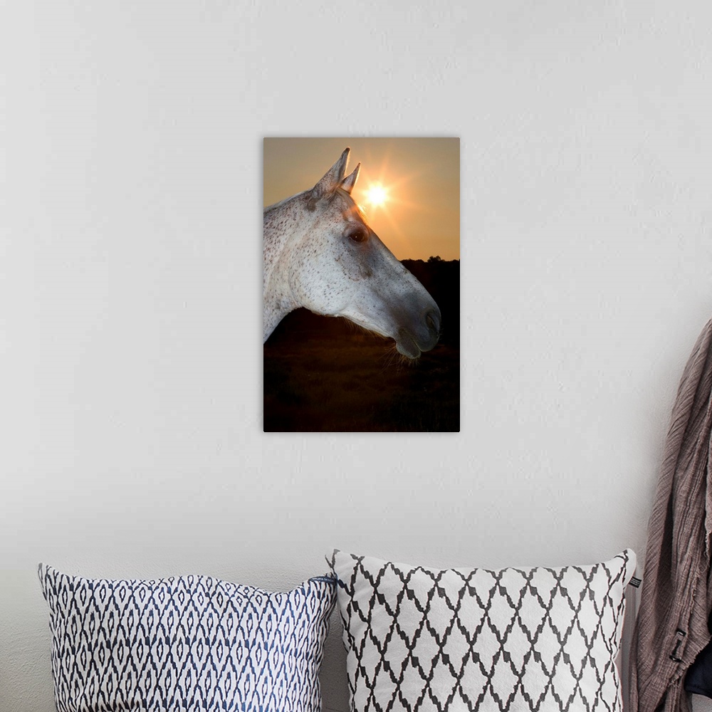 A bohemian room featuring Sunstar Behind Horse