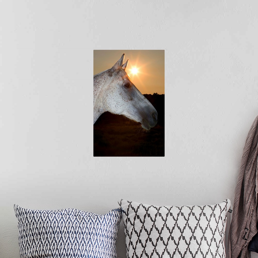 A bohemian room featuring Sunstar Behind Horse