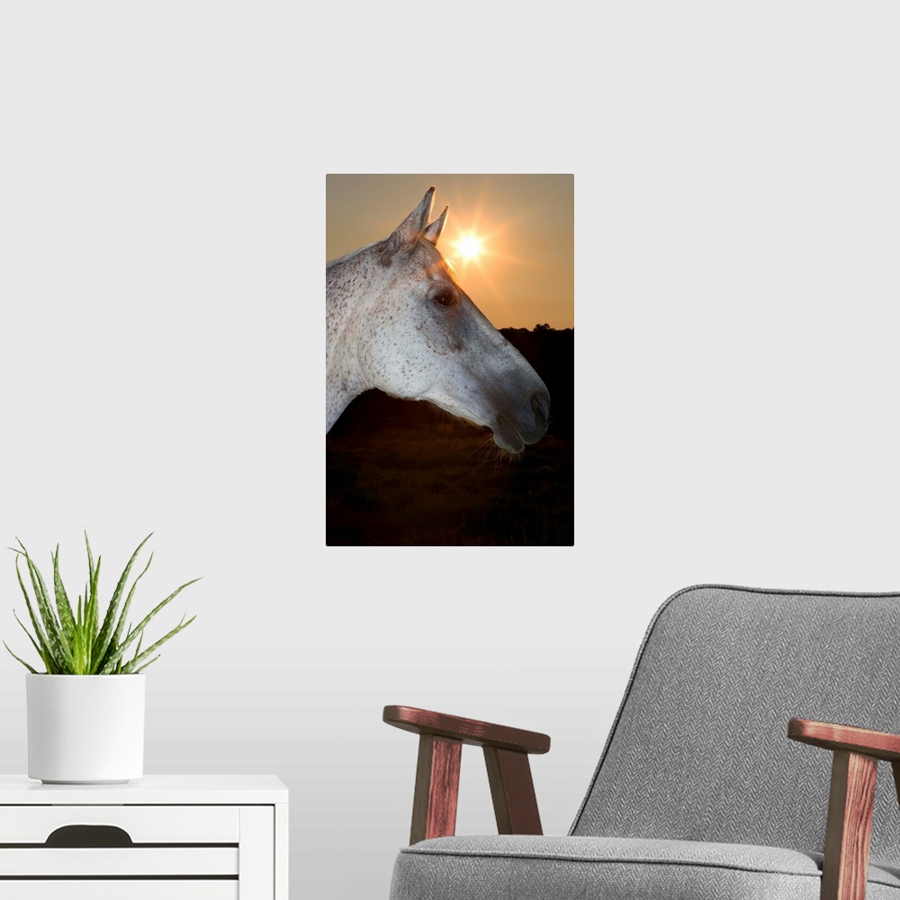 A modern room featuring Sunstar Behind Horse