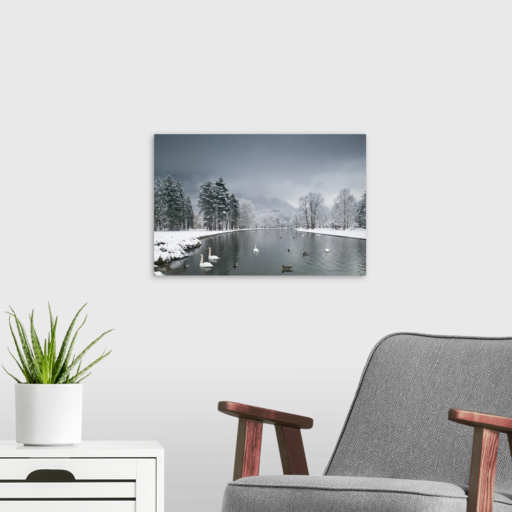 A modern room featuring Several white swans and ducks floating  on a lake lined with snow covered banks, frosted trees an...