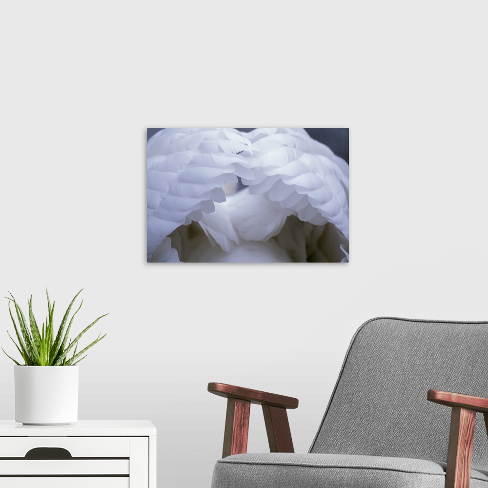A modern room featuring Image of the backside of a pure swan and his wings puffed up to show all the individual feathers.
