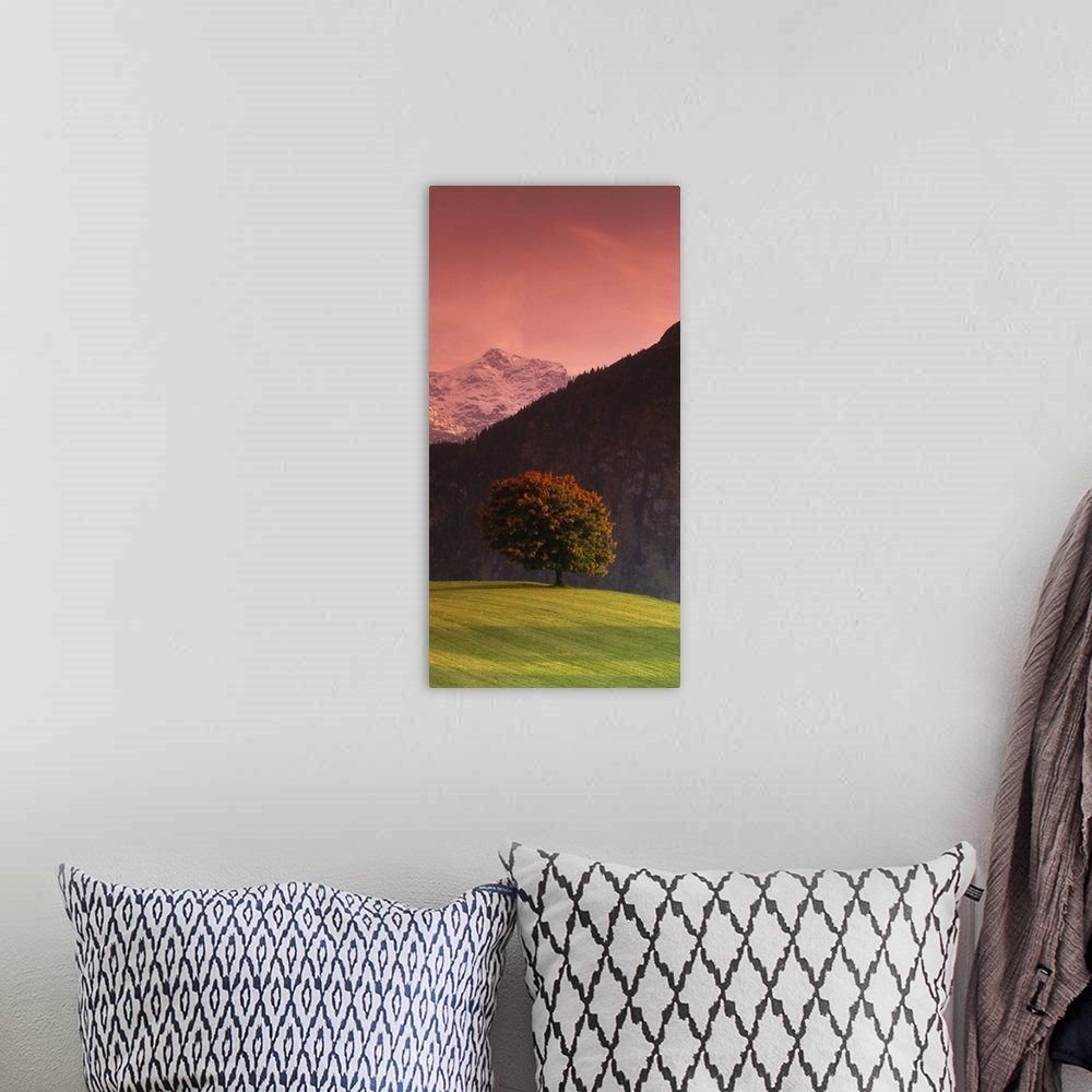 A bohemian room featuring Vertical panoramic image of a tree in a grassy field in front of the Swiss Alps in Switzerland.