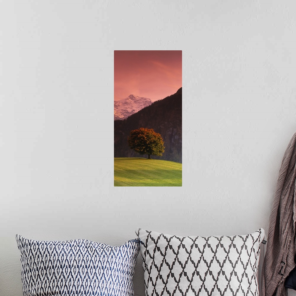 A bohemian room featuring Vertical panoramic image of a tree in a grassy field in front of the Swiss Alps in Switzerland.