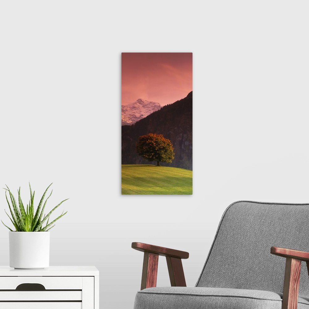 A modern room featuring Vertical panoramic image of a tree in a grassy field in front of the Swiss Alps in Switzerland.