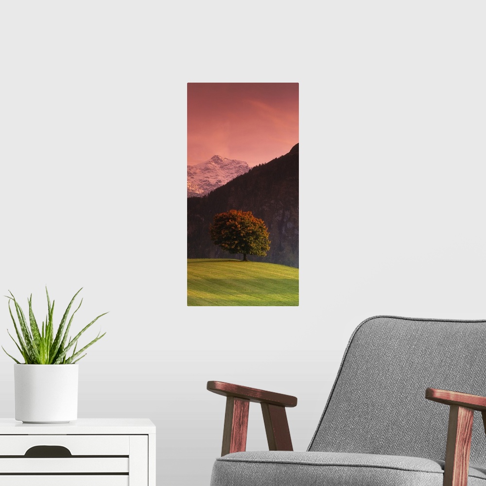 A modern room featuring Vertical panoramic image of a tree in a grassy field in front of the Swiss Alps in Switzerland.