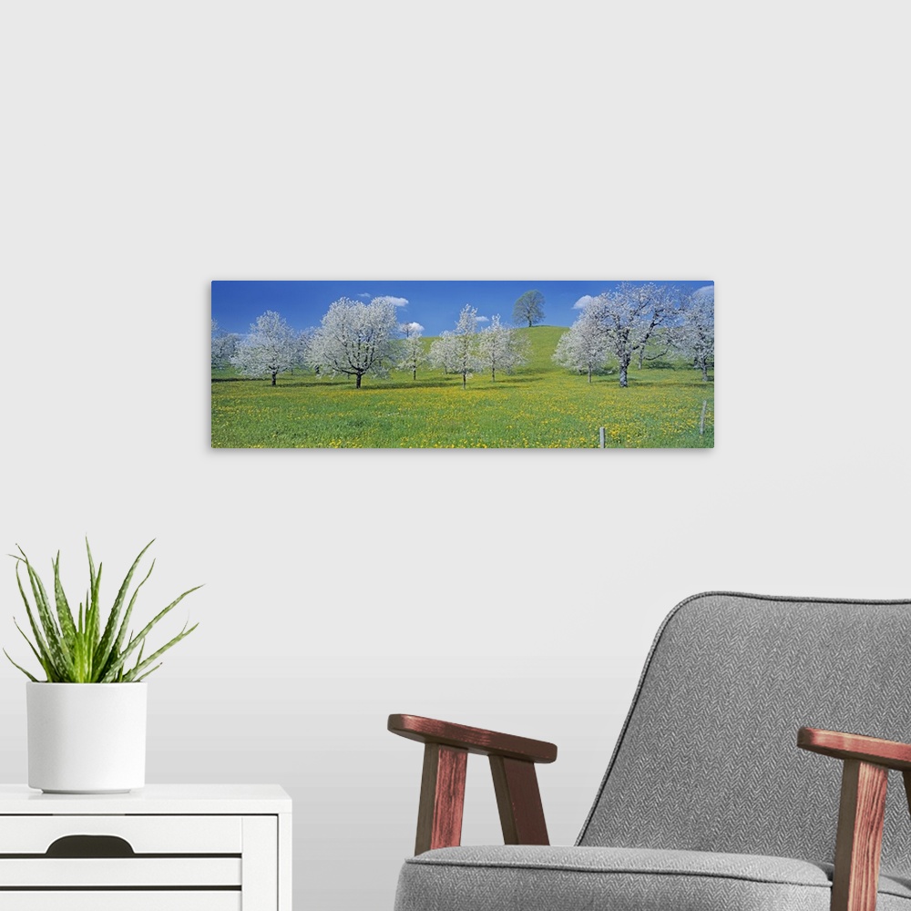A modern room featuring Switzerland, Zug, View of blossoms on cherry trees