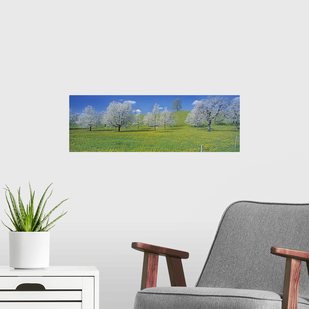 A modern room featuring Switzerland, Zug, View of blossoms on cherry trees