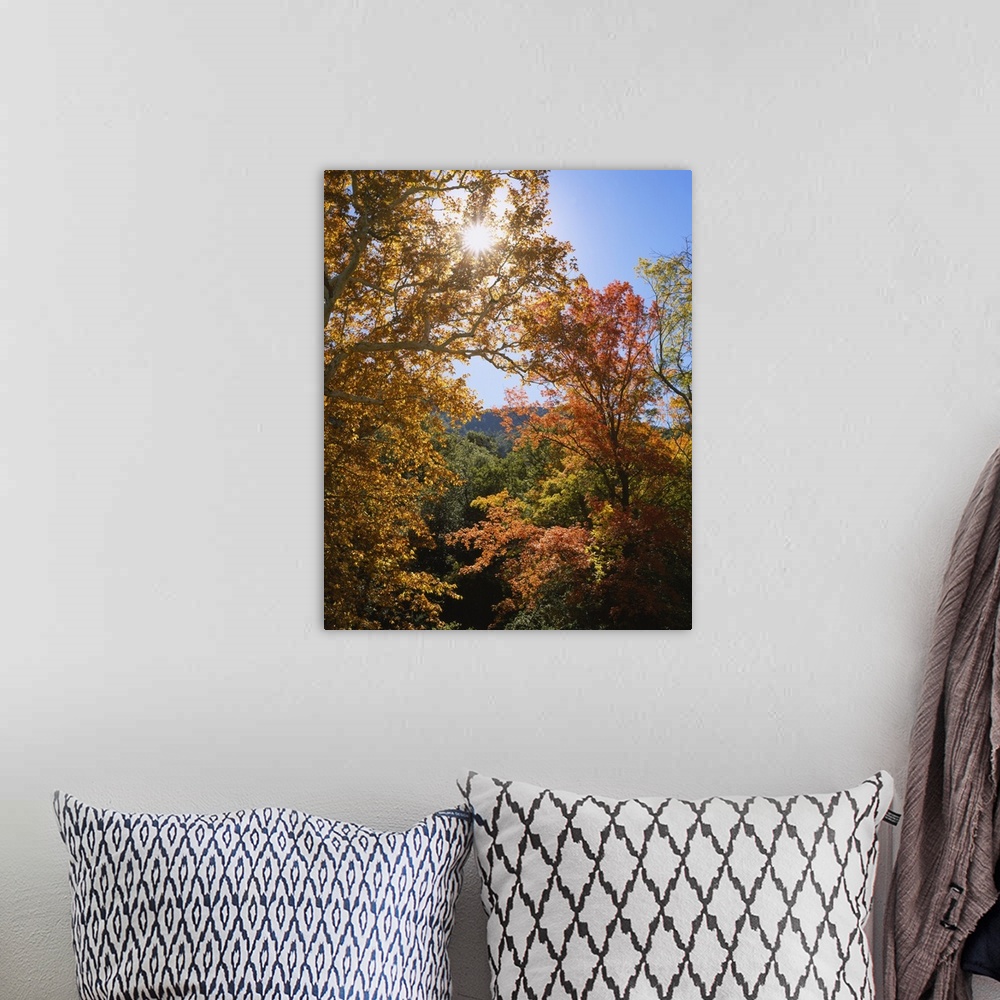 A bohemian room featuring Vertical, big photograph of the tops of large sycamore and maple trees with fall foliage, in Gard...