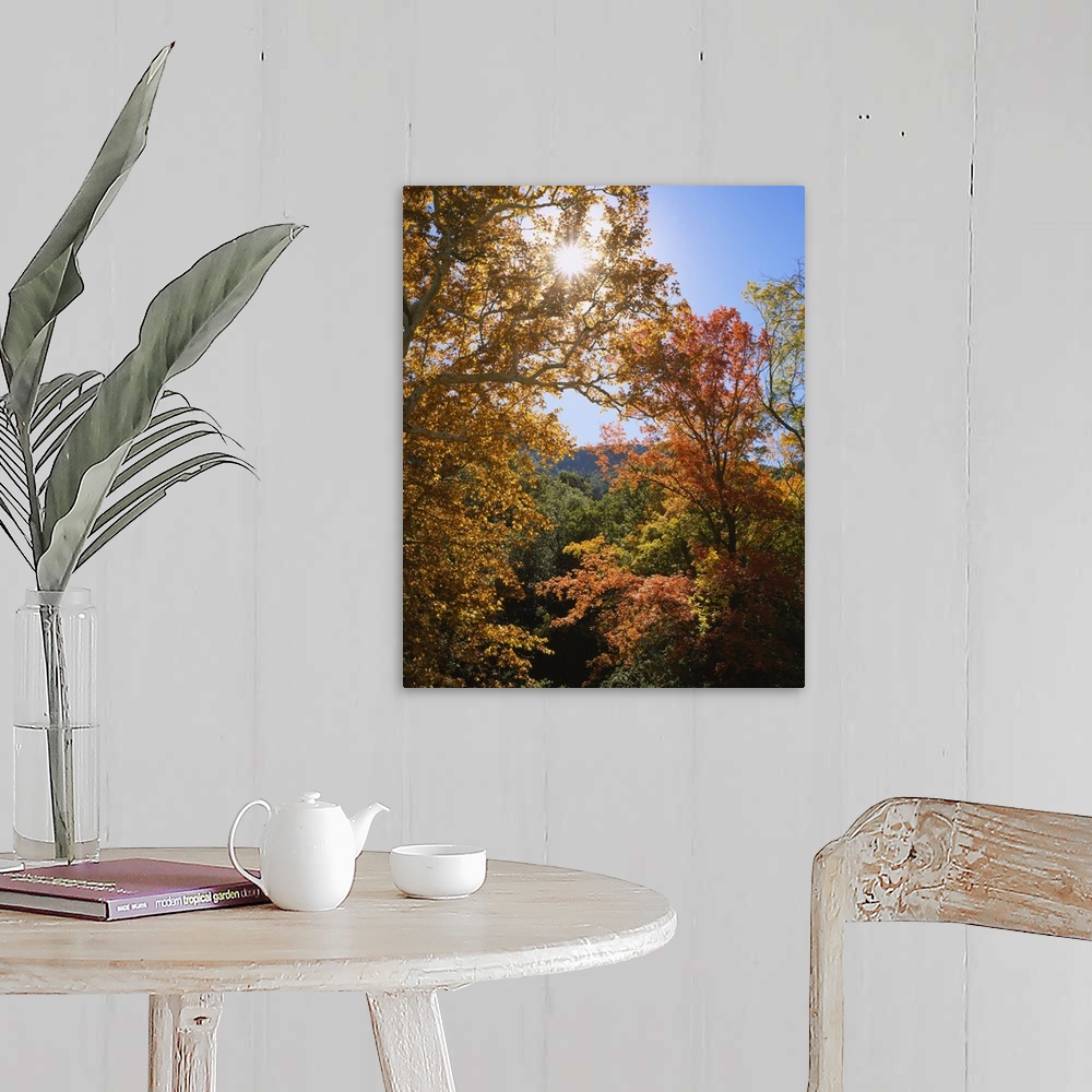 A farmhouse room featuring Vertical, big photograph of the tops of large sycamore and maple trees with fall foliage, in Gard...