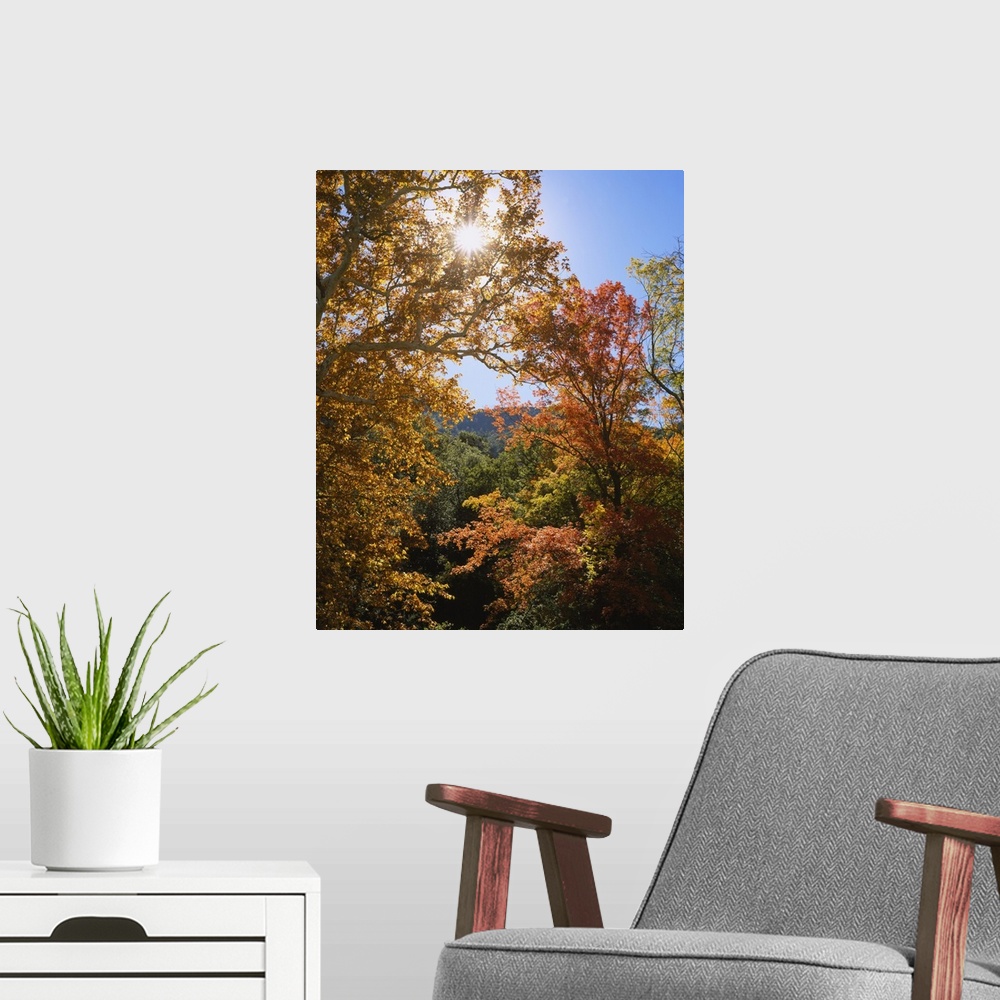 A modern room featuring Vertical, big photograph of the tops of large sycamore and maple trees with fall foliage, in Gard...