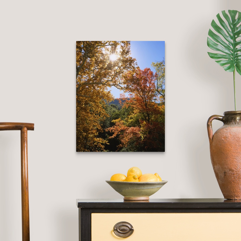 A traditional room featuring Vertical, big photograph of the tops of large sycamore and maple trees with fall foliage, in Gard...