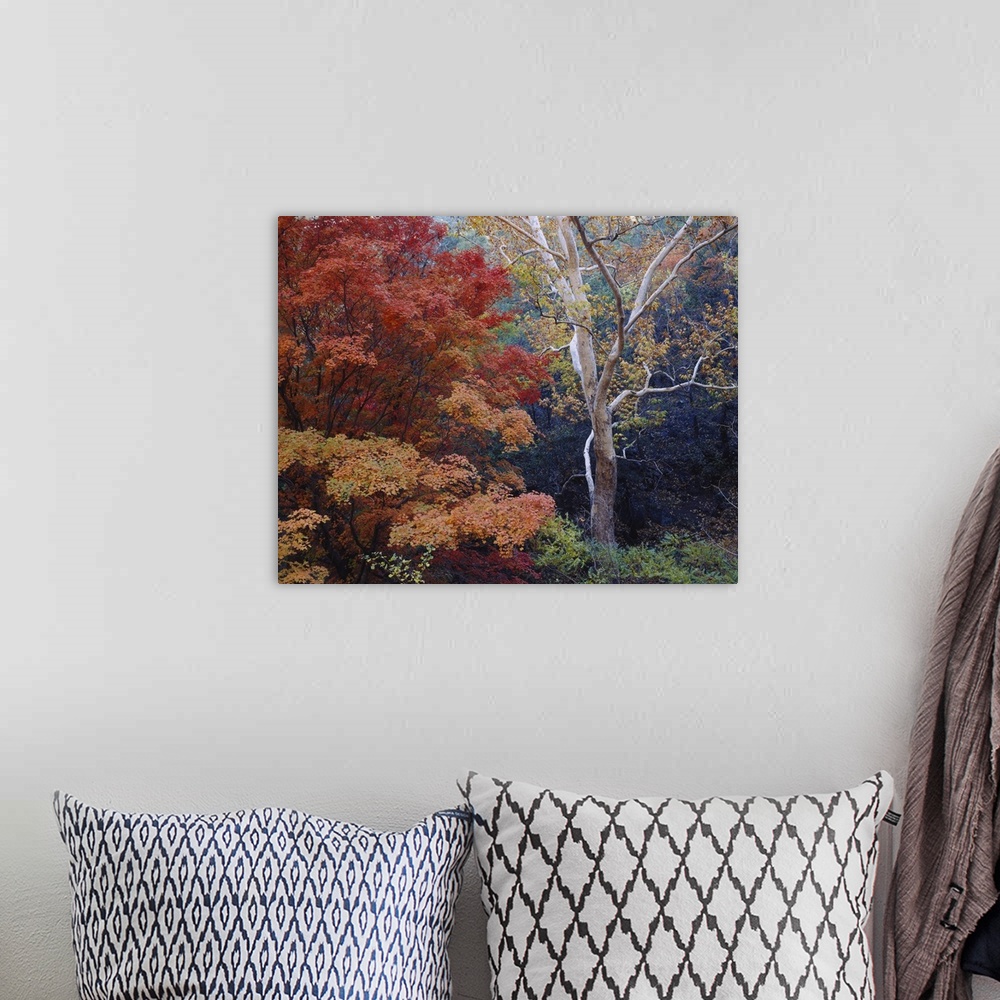 A bohemian room featuring Large print of autumn colored trees in a dense forest.