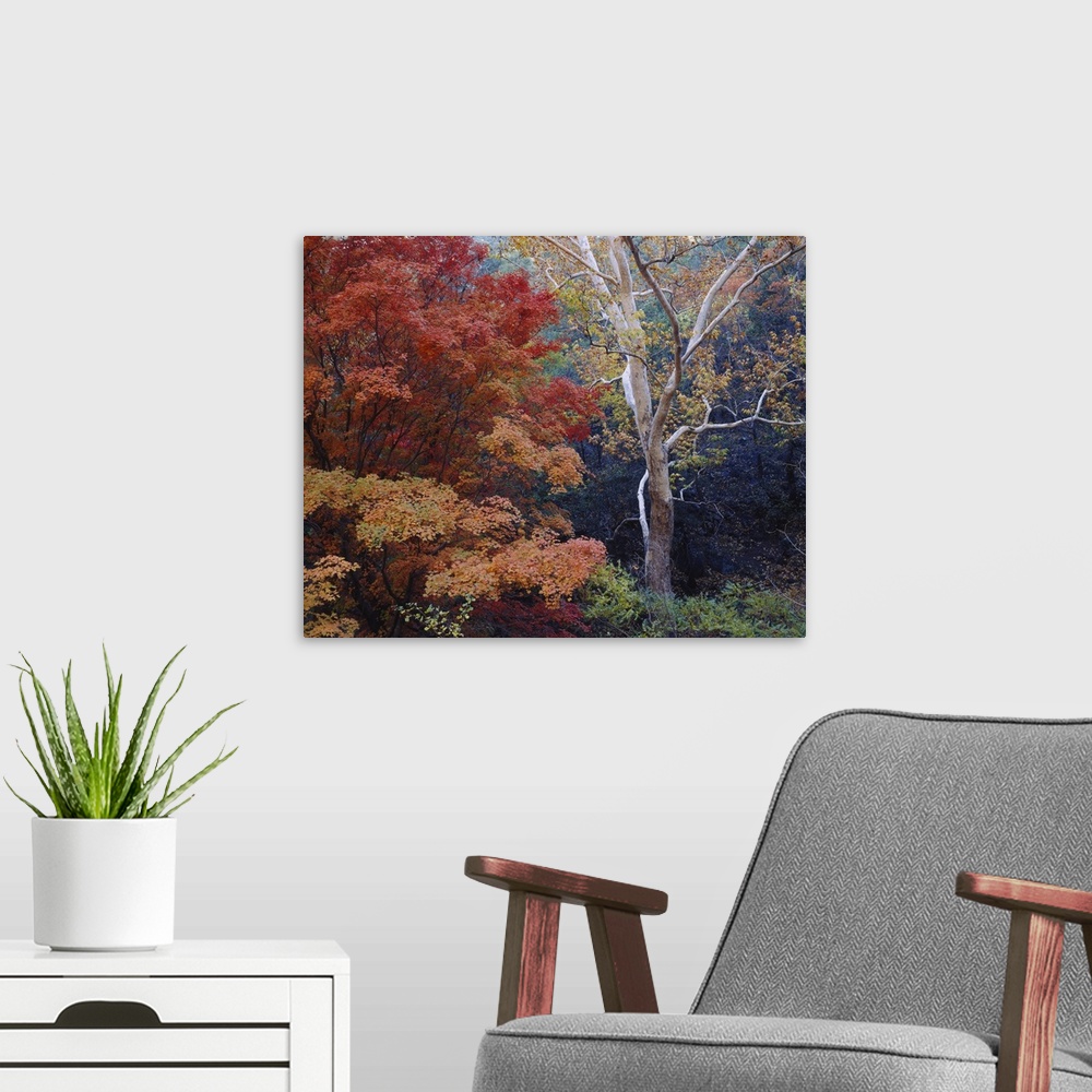 A modern room featuring Large print of autumn colored trees in a dense forest.