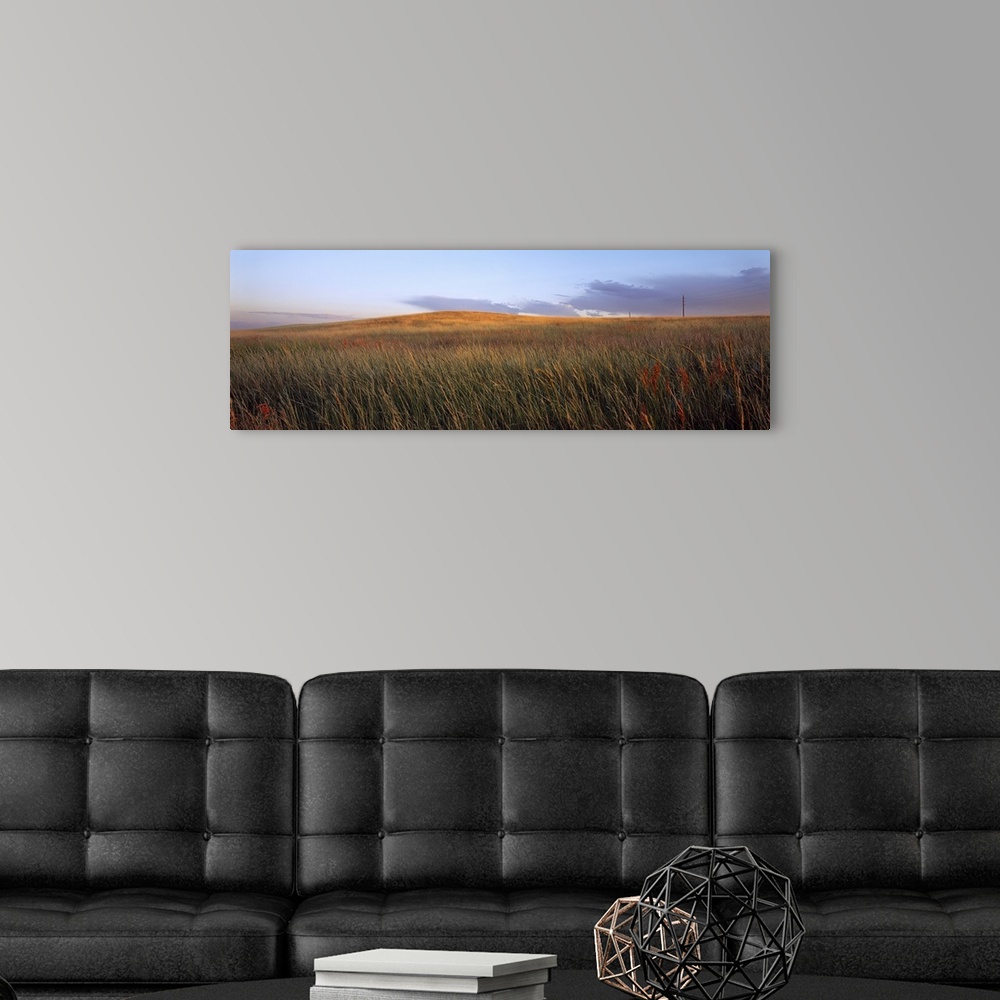 A modern room featuring Tall grass in a field, High Plains, USA