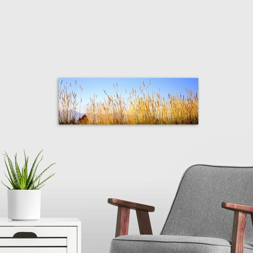 A modern room featuring Tall grass in a national park, Grand Teton National Park, Wyoming