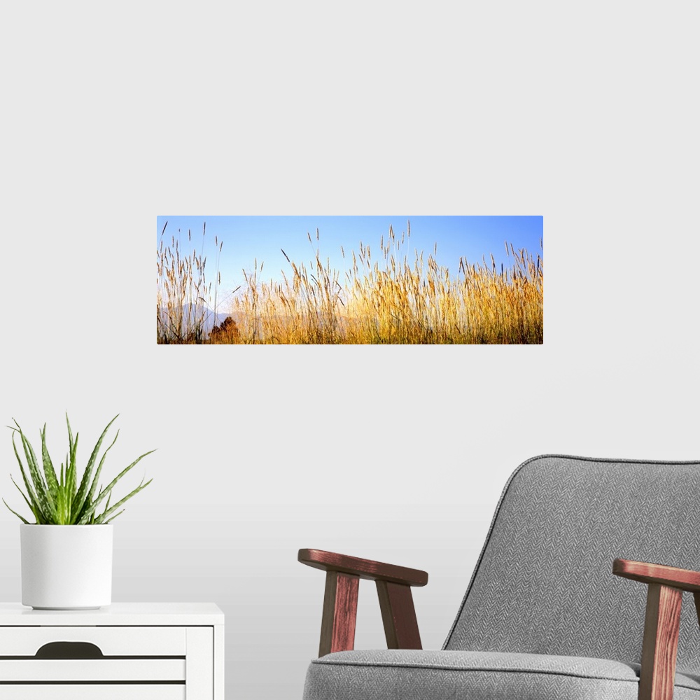A modern room featuring Tall grass in a national park, Grand Teton National Park, Wyoming