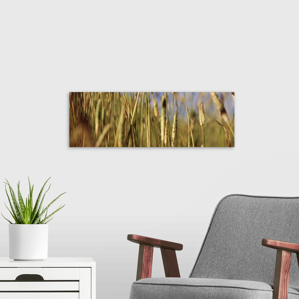 A modern room featuring Tall grass in field, California,
