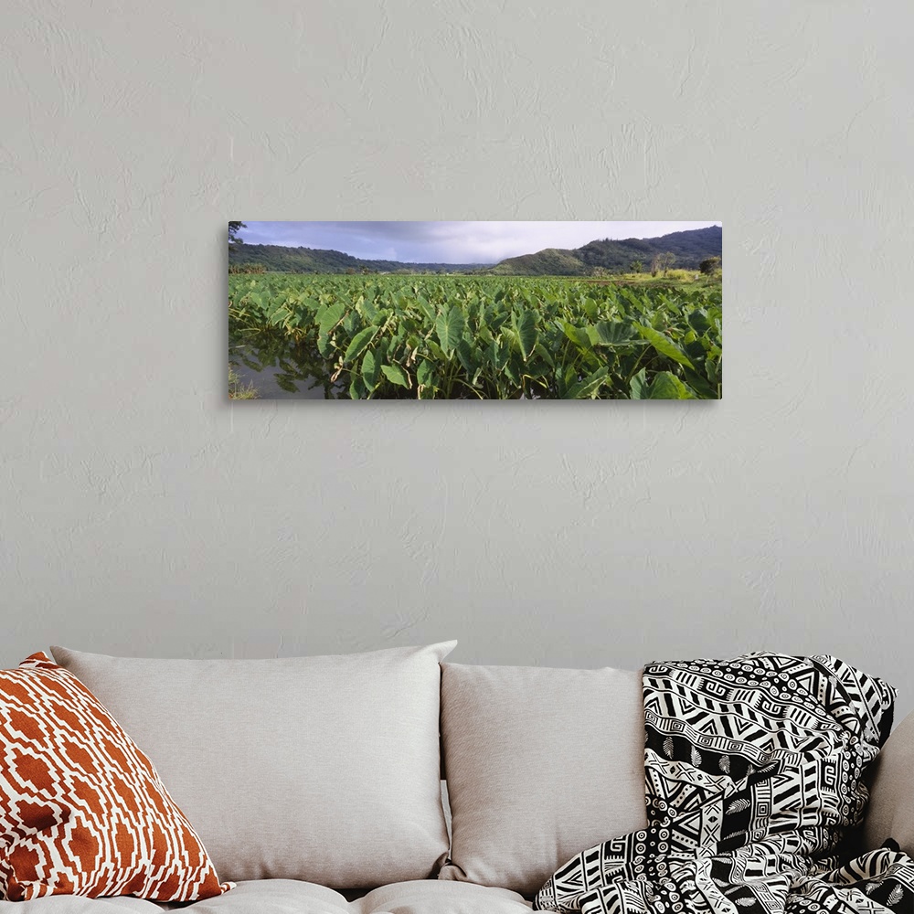 A bohemian room featuring Taro crop in a field, Hanalei Valley, Kauai, Hawaii
