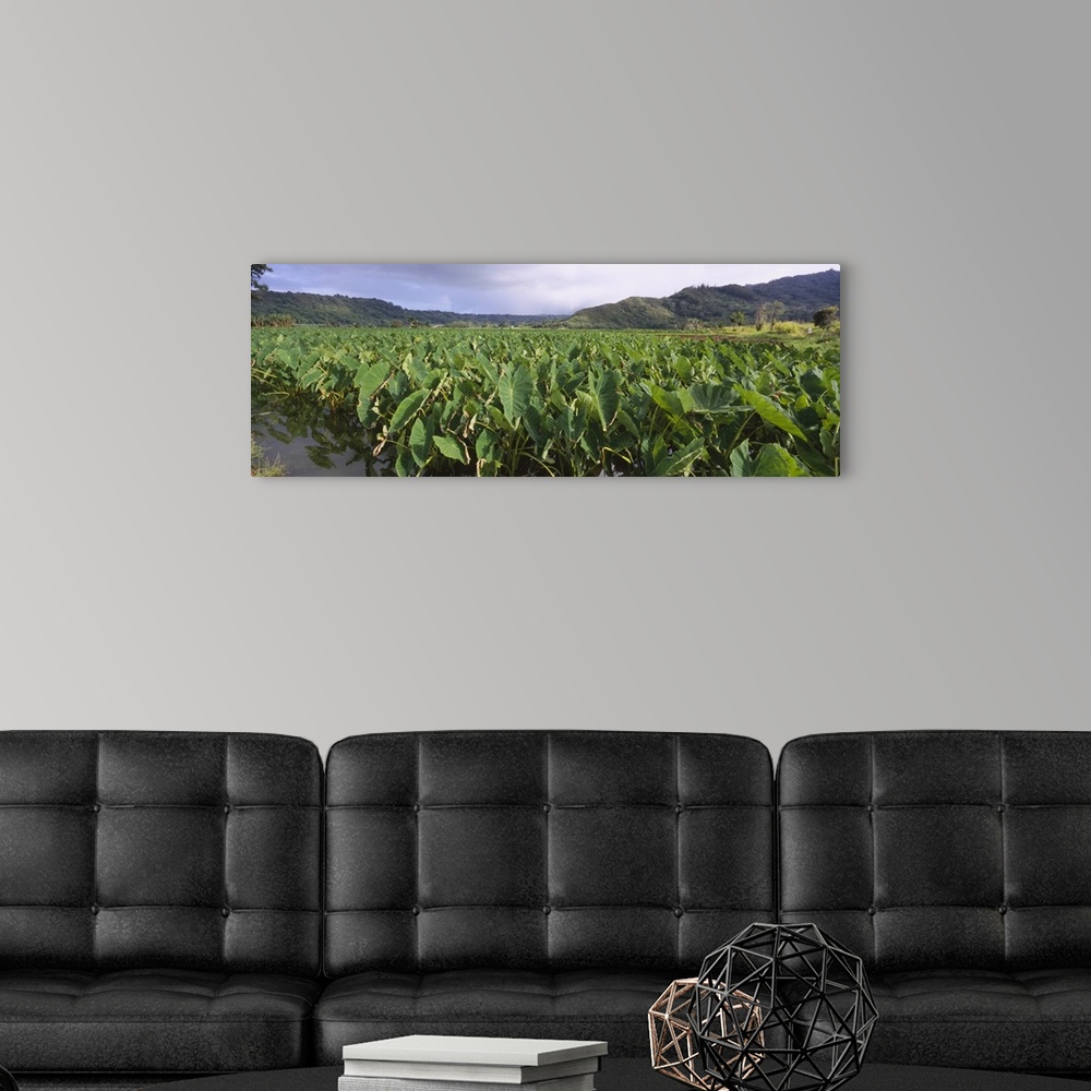 A modern room featuring Taro crop in a field, Hanalei Valley, Kauai, Hawaii