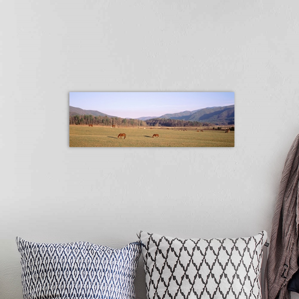A bohemian room featuring Tennessee, Cades Cove, Great Smoky Mountains National Park, Horses grazing in the field