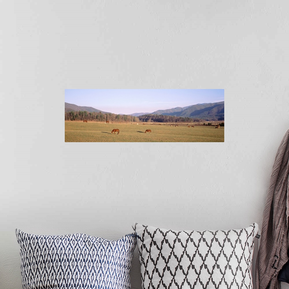 A bohemian room featuring Tennessee, Cades Cove, Great Smoky Mountains National Park, Horses grazing in the field