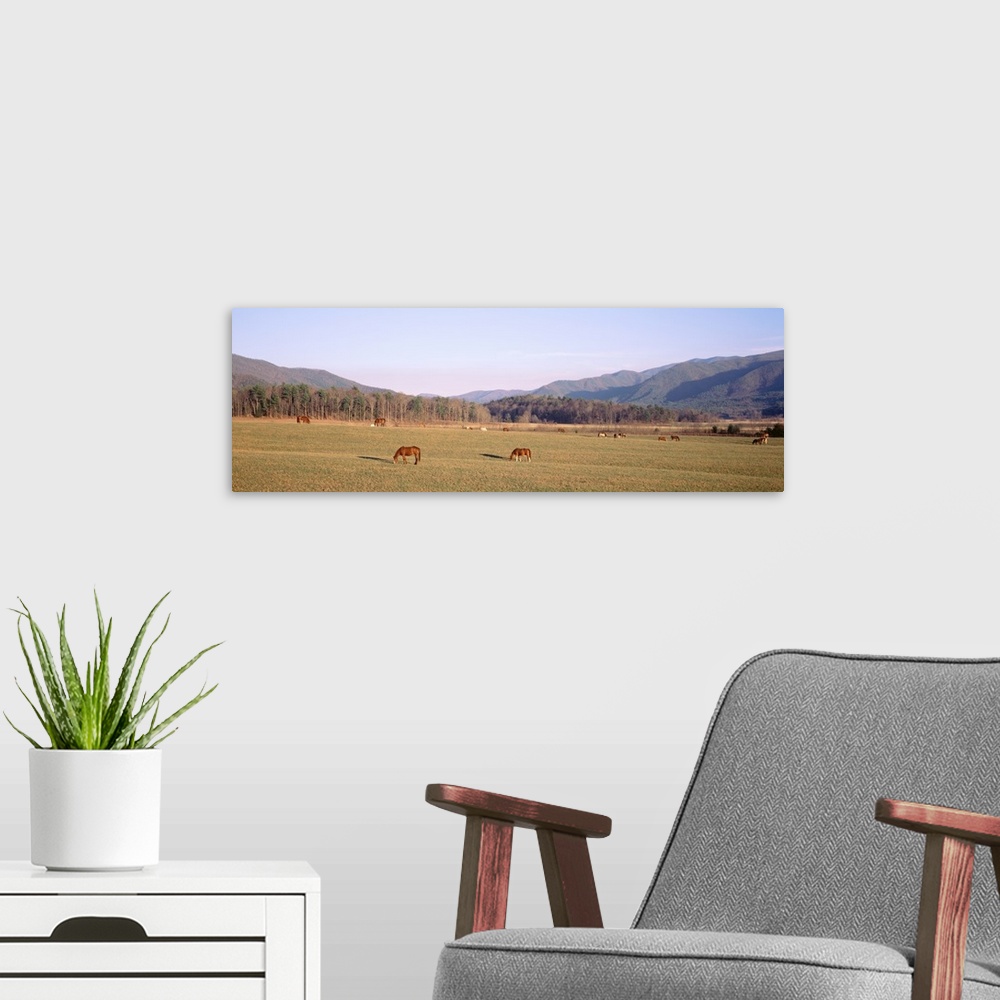 A modern room featuring Tennessee, Cades Cove, Great Smoky Mountains National Park, Horses grazing in the field