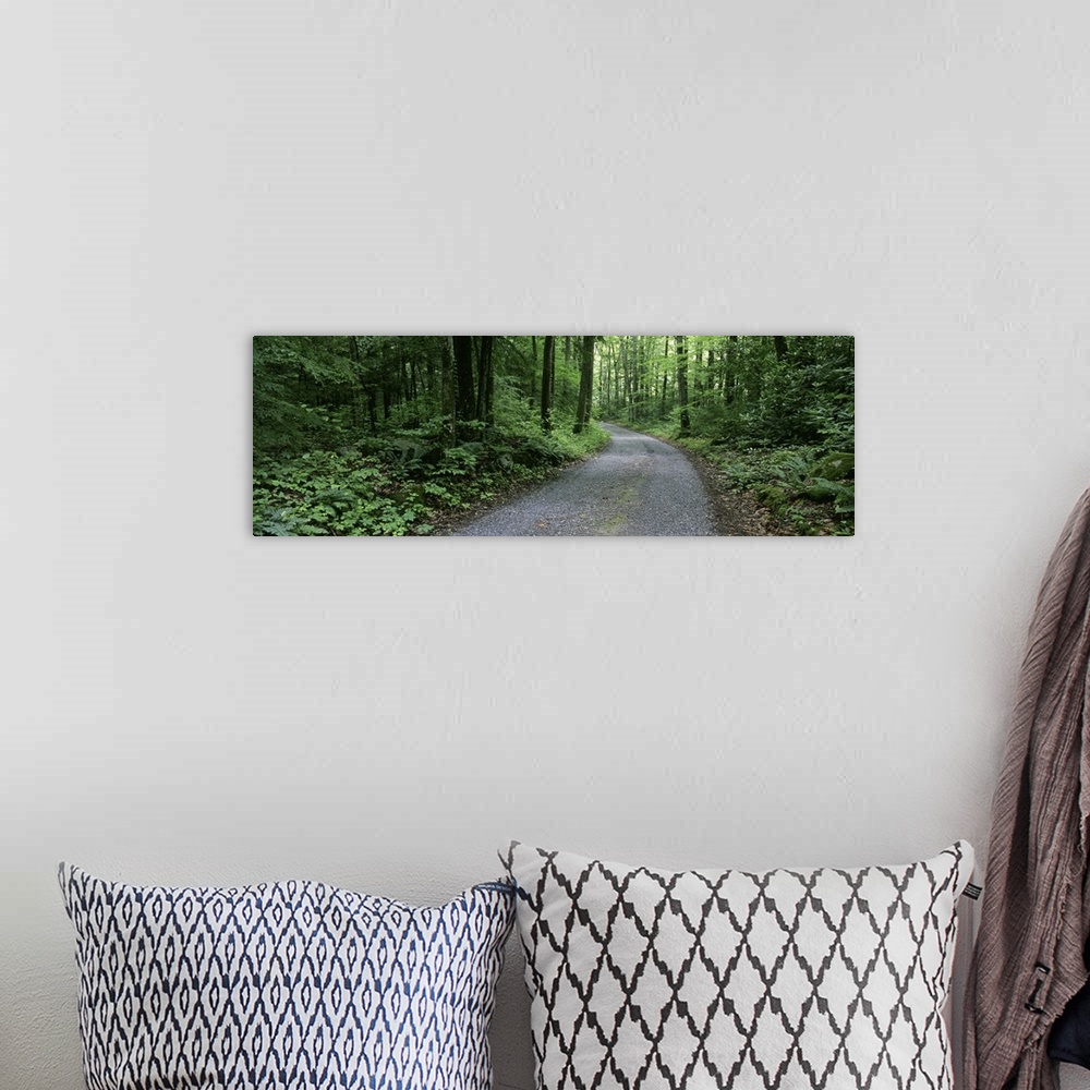 A bohemian room featuring Tennessee, Great Smoky Mountains National Park, Road through a forest