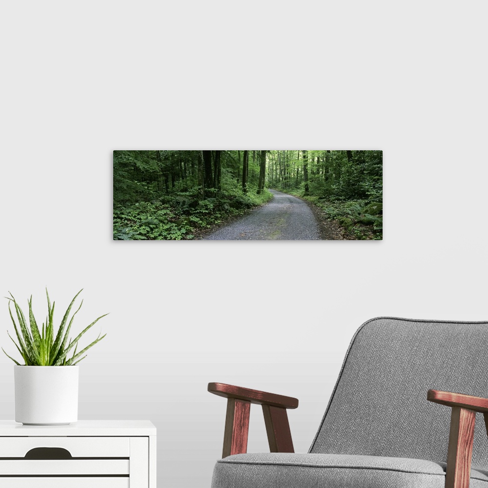 A modern room featuring Tennessee, Great Smoky Mountains National Park, Road through a forest