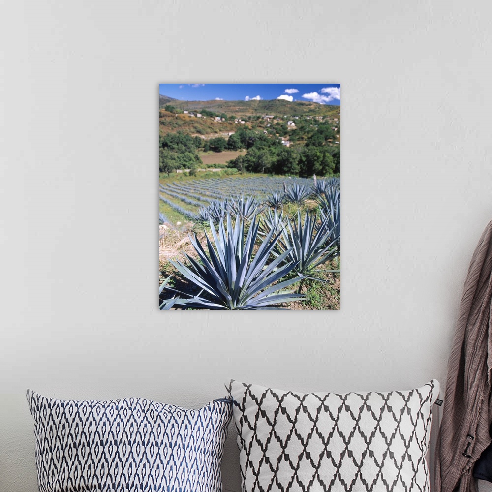 A bohemian room featuring Tequila Agave Cultivation Mexico