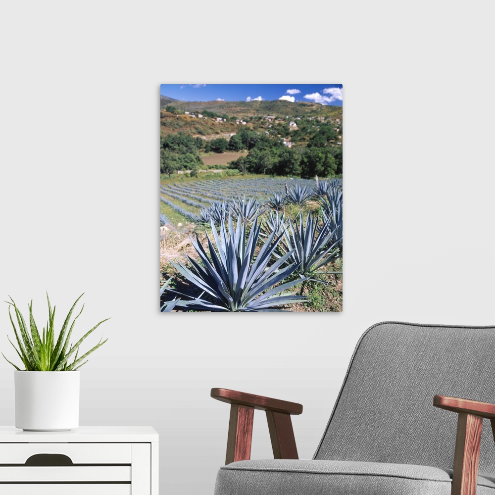 A modern room featuring Tequila Agave Cultivation Mexico
