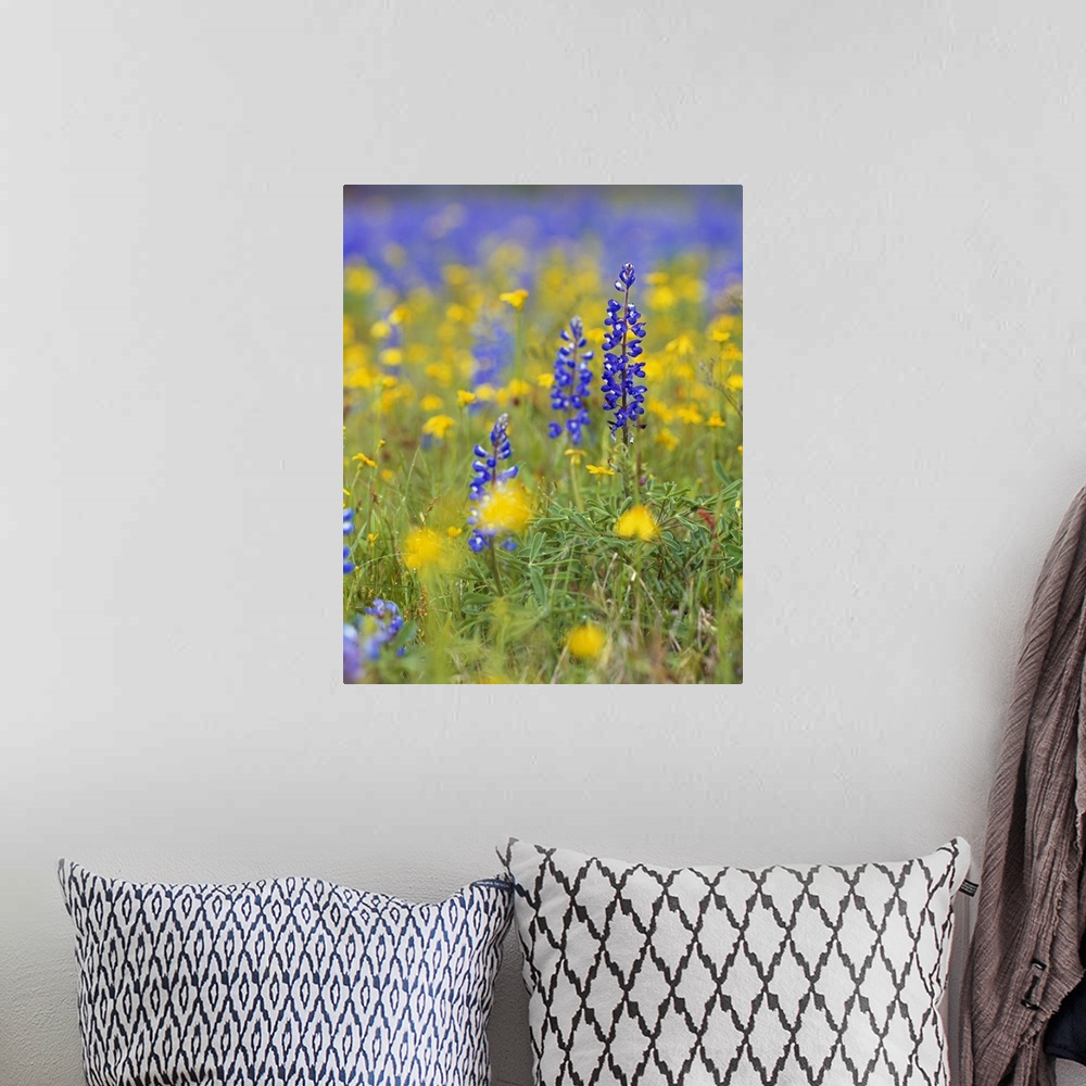 A bohemian room featuring Large, vertical photograph of blue bonnets and wildflowers in a meadow.  One flower in the foregr...