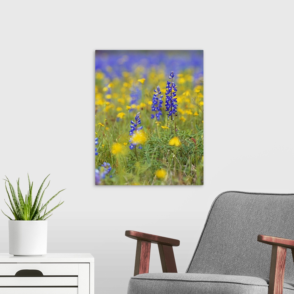 A modern room featuring Large, vertical photograph of blue bonnets and wildflowers in a meadow.  One flower in the foregr...