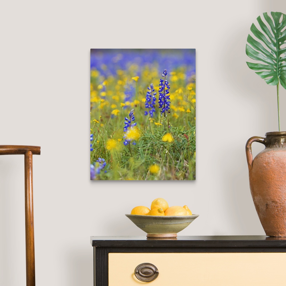 A traditional room featuring Large, vertical photograph of blue bonnets and wildflowers in a meadow.  One flower in the foregr...