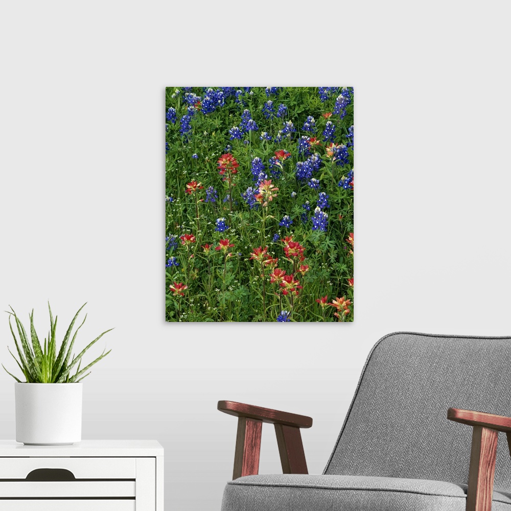 A modern room featuring Texas bluebonnets and indian paintbrush flowers in bloom, Texas