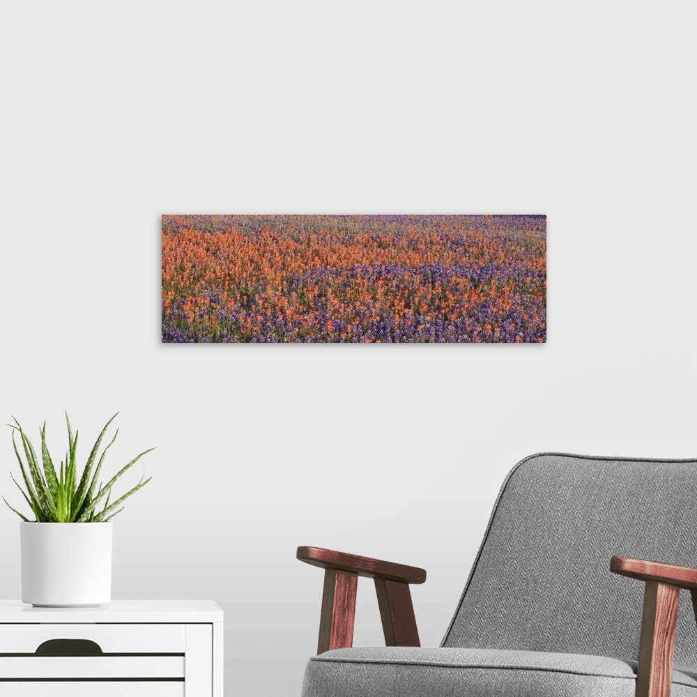 A modern room featuring Panoramic photograph of colorful wildflower meadow.