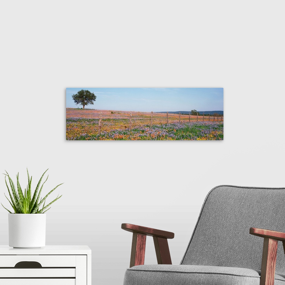 A modern room featuring Panoramic photograph displays a large field with endless amounts of colorful flowers that is high...