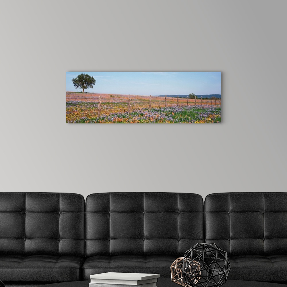A modern room featuring Panoramic photograph displays a large field with endless amounts of colorful flowers that is high...