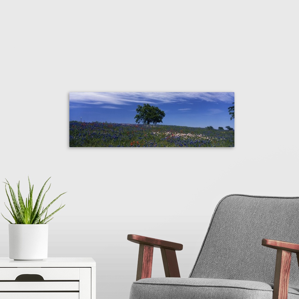 A modern room featuring Lone tree stands tall in the center of a flat field dotted with wildflowers, including bluebonnets.