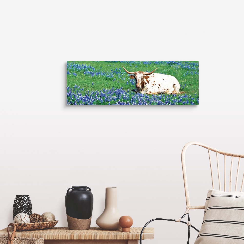 A farmhouse room featuring A steer sitting in a field of bluebonnet flowers in a panoramic photograph.
