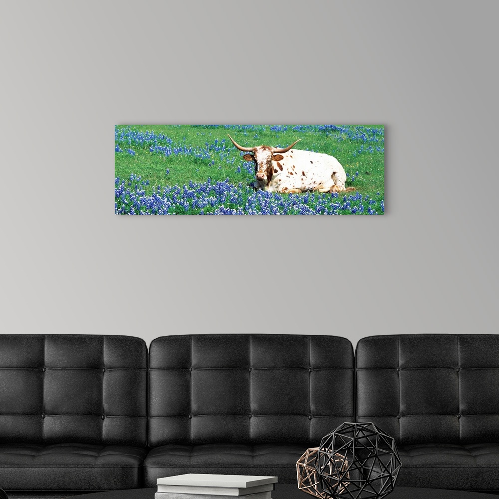 A modern room featuring A steer sitting in a field of bluebonnet flowers in a panoramic photograph.